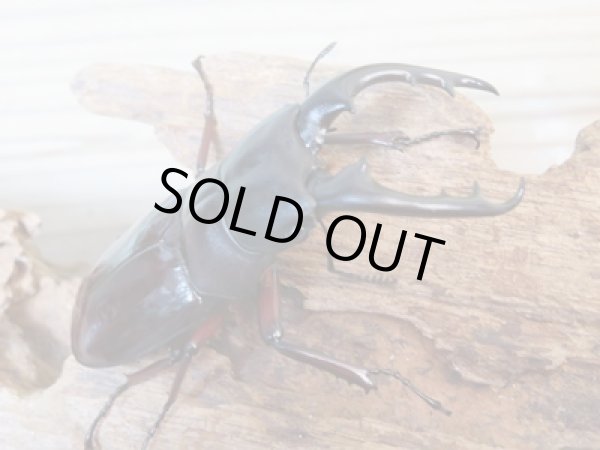 画像1: ★人気種★ボーリンフタマタクワガタ（亜種バミノルム）初二令幼虫3頭セット販売！！ (1)