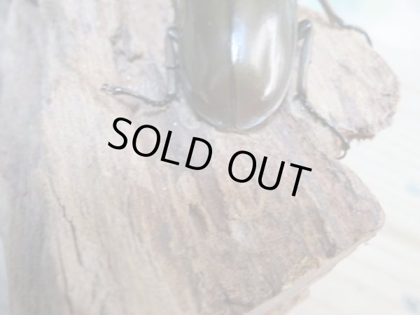 画像2: ☆美麗新成虫☆ババオウゴンオニクワガタ♂64ミリ♀45ミリペア＋♀44.5ミリ計3頭トリオ販売！！ (2)