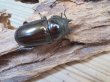画像3: ☆美麗新成虫☆ババオウゴンオニクワガタ♂64ミリ♀45ミリペア＋♀44.5ミリ計3頭トリオ販売！！ (3)