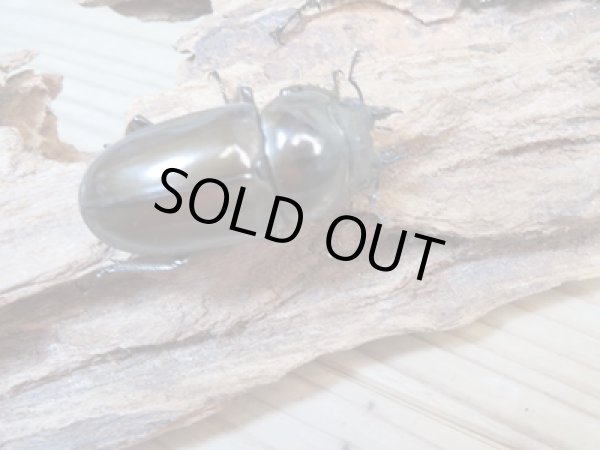 画像3: ☆美麗新成虫☆ババオウゴンオニクワガタ♂64ミリ♀45ミリペア＋♀44.5ミリ計3頭トリオ販売！！ (3)