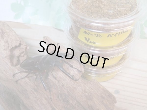 画像3: ★人気種★ボーリンフタマタクワガタ（亜種バミノルム）初二令幼虫3頭セット販売！！ (3)