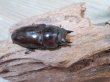 画像4: ☆美麗新成虫☆ババオウゴンオニクワガタ♂64ミリ♀45ミリペア＋♀44.5ミリ計3頭トリオ販売！！ (4)
