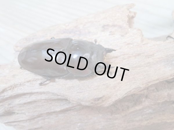 画像4: ☆美麗新成虫☆ババオウゴンオニクワガタ♂64ミリ♀45ミリペア＋♀44.5ミリ計3頭トリオ販売！！ (4)