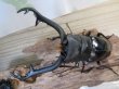 画像2: ☆大型新成虫☆ギラファノコギリクワガタ（亜種ニシカワイ）♂98ミリ♀51ミリペア販売！！ (2)