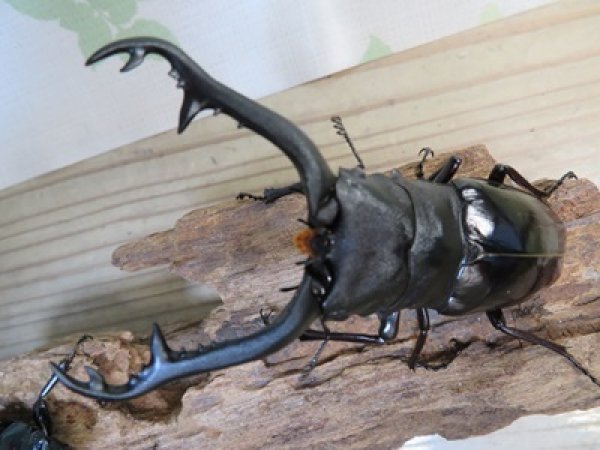 画像2: ☆大型新成虫☆ギラファノコギリクワガタ（亜種ニシカワイ）♂98ミリ♀51ミリペア販売！！ (2)