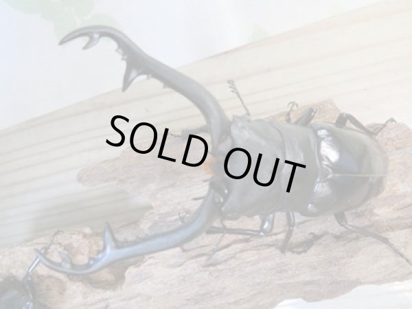 画像2: ☆大型新成虫☆ギラファノコギリクワガタ（亜種ニシカワイ）♂98ミリ♀51ミリペア販売！！ (2)