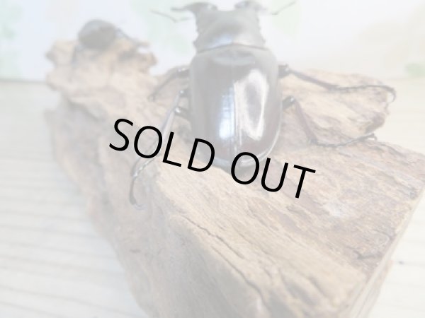 画像3: ☆稀少新成虫☆ギラファノコギリクワガタ（亜種ニルギリエンシス）♂89ミリ♀47.5ミリペア販売！！ (3)