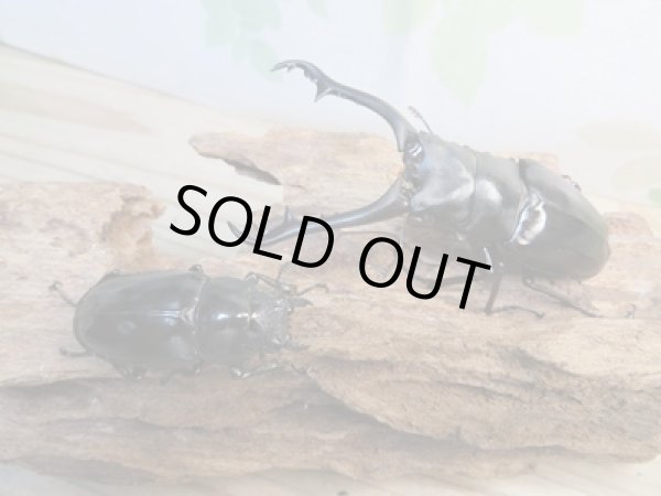 画像5: ☆稀少新成虫☆ギラファノコギリクワガタ（亜種ニルギリエンシス）♂88ミリ♀47ミリペア販売！！ (5)