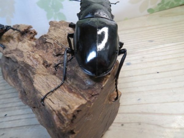 画像3: ☆新成虫☆ギラファノコギリクワガタ（亜種ダイスケ）♂106ミリ♀52ミリペア販売！！ (3)
