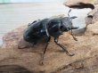 画像4: ☆稀少新成虫☆ギラファノコギリクワガタ（亜種ニルギリエンシス）♂89ミリ♀47.5ミリペア販売！！ (4)