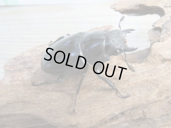 画像4: ☆稀少新成虫☆ギラファノコギリクワガタ（亜種ニルギリエンシス）♂89ミリ♀47.5ミリペア販売！！ (4)