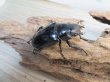 画像4: ☆新成虫☆ギラファノコギリクワガタ（亜種ダイスケ）♂106ミリ♀52ミリペア販売！！ (4)