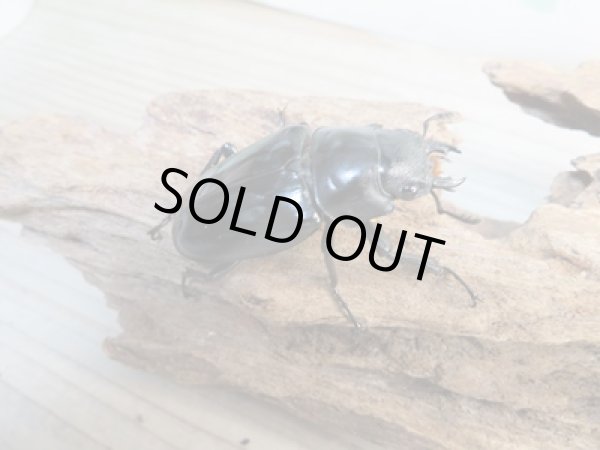 画像4: ☆新成虫☆ギラファノコギリクワガタ（亜種ダイスケ）♂106ミリ♀52ミリペア販売！！ (4)