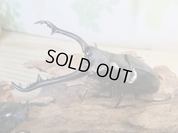 画像1: ☆稀少新成虫☆ギラファノコギリクワガタ（亜種ニルギリエンシス）♂88ミリ♀47ミリペア販売！！ (1)