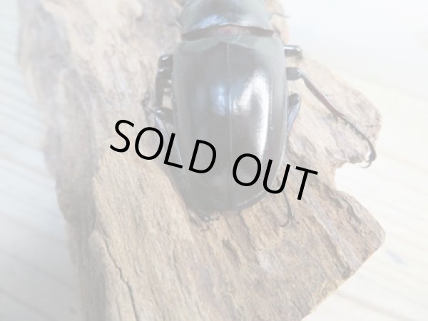 画像3: ☆稀少新成虫☆ギラファノコギリクワガタ（亜種ニルギリエンシス）♂88ミリ♀47ミリペア販売！！ (3)