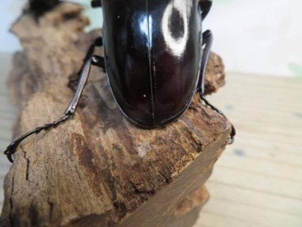 画像3: ☆大型新成虫☆ギラファノコギリクワガタ（亜種ニシカワイ）♂98ミリ♀51ミリペア販売！！ (3)