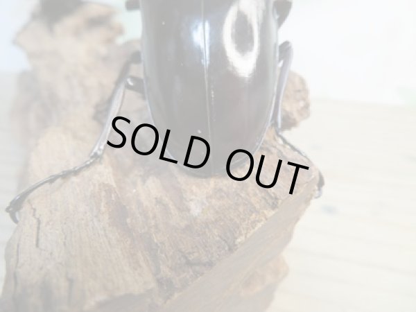 画像3: ☆大型新成虫☆ギラファノコギリクワガタ（亜種ニシカワイ）♂98ミリ♀51ミリペア販売！！ (3)