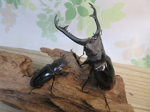 画像5: ☆大型新成虫☆ギラファノコギリクワガタ（亜種ニシカワイ）♂98ミリ♀51ミリペア販売！！ (5)