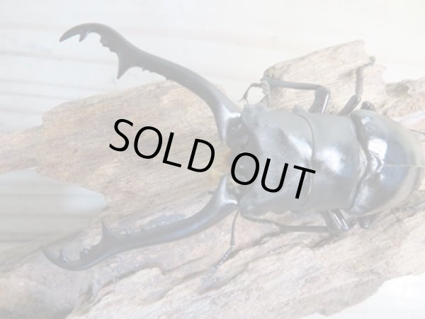 画像2: ☆稀少新成虫☆ギラファノコギリクワガタ（亜種ニルギリエンシス）♂88ミリ♀47ミリペア販売！！ (2)