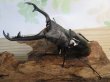 画像1: ☆大型新成虫☆ギラファノコギリクワガタ（亜種ニシカワイ）♂98ミリ♀51ミリペア販売！！ (1)
