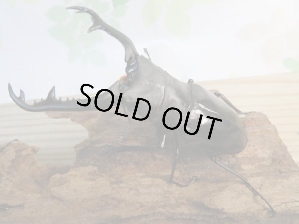 画像1: ☆大型新成虫☆ギラファノコギリクワガタ（亜種ニシカワイ）♂98ミリ♀51ミリペア販売！！ (1)