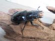 画像4: ☆大型新成虫☆ギラファノコギリクワガタ（亜種ニシカワイ）♂98ミリ♀51ミリペア販売！！ (4)