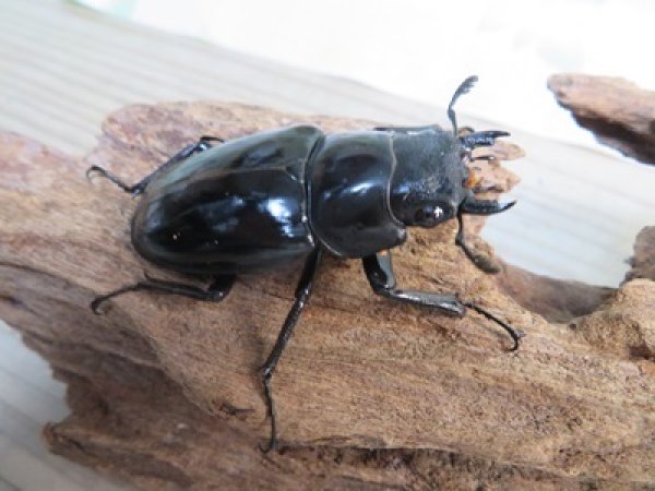 画像4: ☆大型新成虫☆ギラファノコギリクワガタ（亜種ニシカワイ）♂98ミリ♀51ミリペア販売！！ (4)