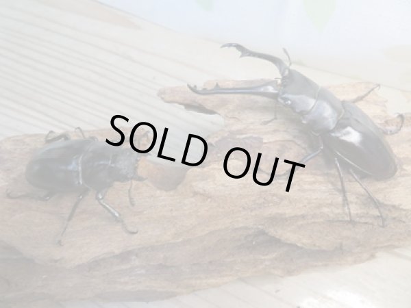 画像5: ☆稀少新成虫☆ギラファノコギリクワガタ（亜種ニルギリエンシス）♂89ミリ♀47.5ミリペア販売！！ (5)