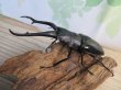 画像1: ☆新成虫☆ギラファノコギリクワガタ（亜種ダイスケ）♂106ミリ♀52ミリペア販売！！ (1)