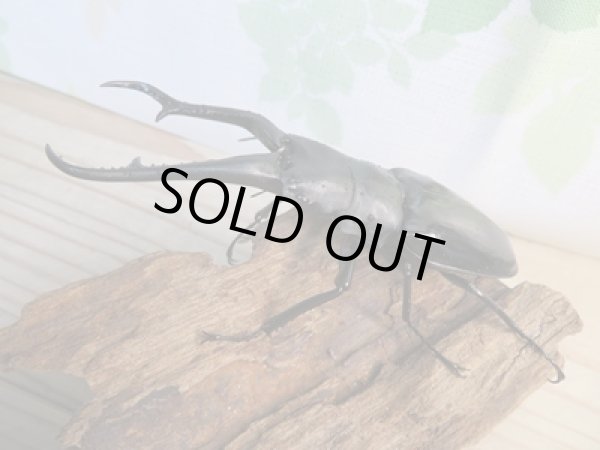 画像1: ☆新成虫☆ギラファノコギリクワガタ（亜種ダイスケ）♂106ミリ♀52ミリペア販売！！ (1)