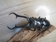 画像2: ☆新成虫☆ギラファノコギリクワガタ（亜種ダイスケ）♂106ミリ♀52ミリペア販売！！ (2)