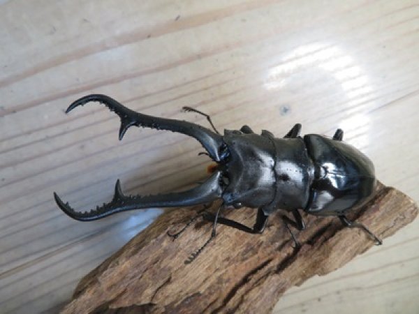 画像2: ☆新成虫☆ギラファノコギリクワガタ（亜種ダイスケ）♂106ミリ♀52ミリペア販売！！ (2)