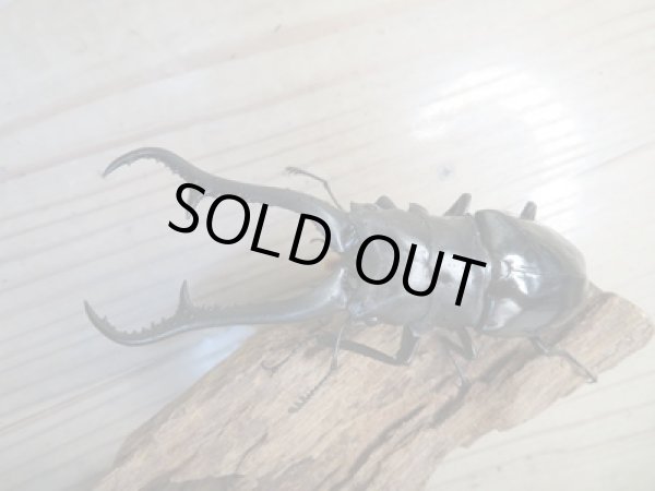 画像2: ☆新成虫☆ギラファノコギリクワガタ（亜種ダイスケ）♂106ミリ♀52ミリペア販売！！ (2)