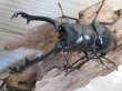 画像2: ☆稀少新成虫☆ギラファノコギリクワガタ（亜種ニルギリエンシス）♂89ミリ♀47.5ミリペア販売！！ (2)