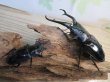 画像5: ☆新成虫☆ギラファノコギリクワガタ（亜種ダイスケ）♂106ミリ♀52ミリペア販売！！ (5)