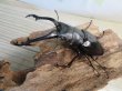 画像1: ☆稀少新成虫☆ギラファノコギリクワガタ（亜種ニルギリエンシス）♂89ミリ♀47.5ミリペア販売！！ (1)