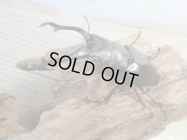 画像1: ☆稀少新成虫☆ギラファノコギリクワガタ（亜種ニルギリエンシス）♂89ミリ♀47.5ミリペア販売！！ (1)