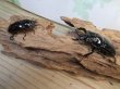 画像5: 新成虫☆レギウスオオツヤクワガタ♂67ミリ♀42ミリペア販売！！ (5)