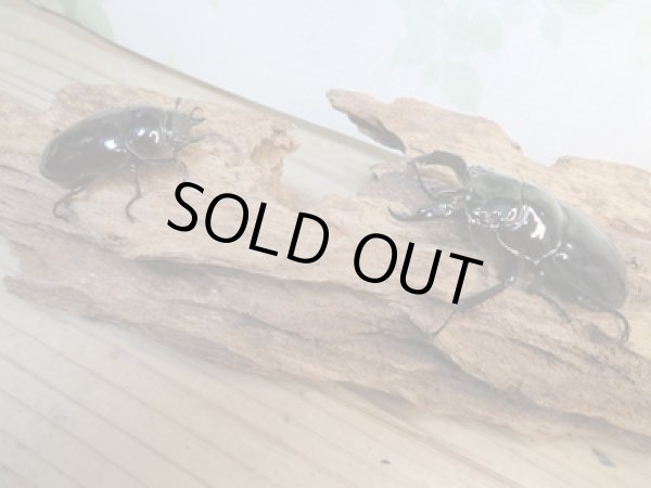 画像5: 新成虫☆レギウスオオツヤクワガタ♂67ミリ♀42ミリペア販売！！ (5)