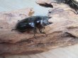 画像4: ☆美麗新成虫☆ババオウゴンオニクワガタ♂63ミリ♀44ミリペア販売！！ (4)