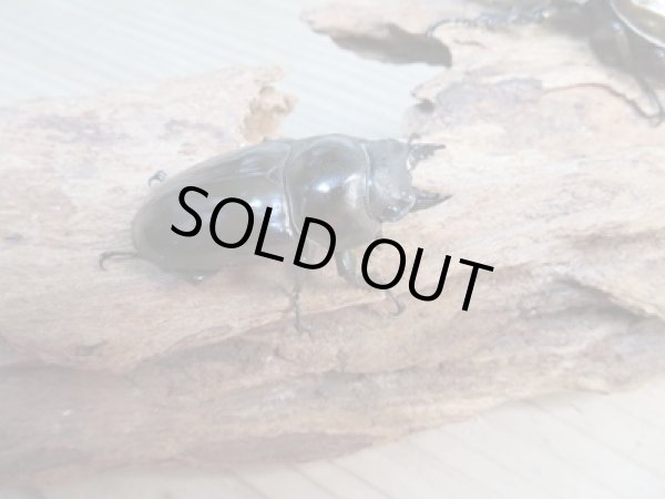 画像4: ☆美麗新成虫☆ババオウゴンオニクワガタ♂63ミリ♀44ミリペア販売！！ (4)