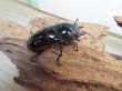 画像4: 新成虫☆レギウスオオツヤクワガタ♂67ミリ♀42ミリペア販売！！ (4)
