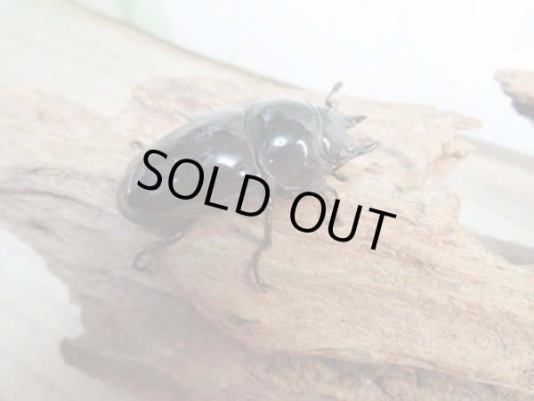 画像4: 新成虫☆レギウスオオツヤクワガタ♂67ミリ♀42ミリペア販売！！ (4)