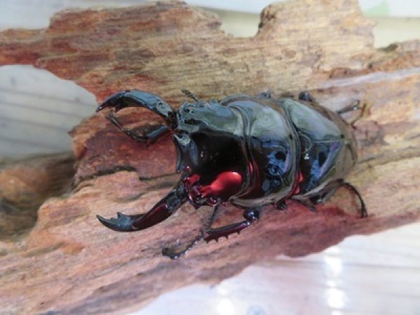 画像2: 新成虫☆レギウスオオツヤクワガタ♂67ミリ♀42ミリペア販売！！ (2)