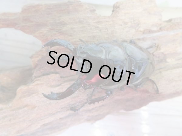 画像2: 新成虫☆レギウスオオツヤクワガタ♂67ミリ♀42ミリペア販売！！ (2)