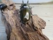 画像3: ☆美麗新成虫☆ババオウゴンオニクワガタ♂63ミリ♀44ミリペア販売！！ (3)