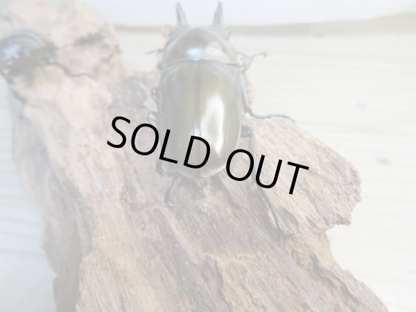 画像3: ☆美麗新成虫☆ババオウゴンオニクワガタ♂63ミリ♀44ミリペア販売！！ (3)