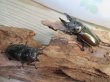 画像5: ☆美麗新成虫☆ババオウゴンオニクワガタ♂63ミリ♀44ミリペア販売！！ (5)