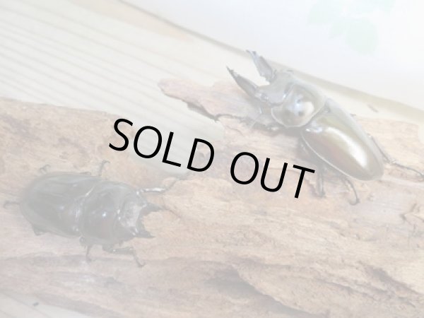 画像5: ☆美麗新成虫☆ババオウゴンオニクワガタ♂63ミリ♀44ミリペア販売！！ (5)