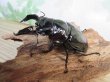 画像1: 新成虫☆レギウスオオツヤクワガタ♂77ミリ♀45ミリペア販売！！ (1)